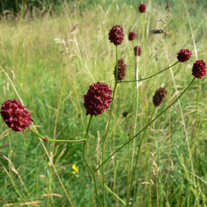 200911201609_Sanguisorba_officinalis_k