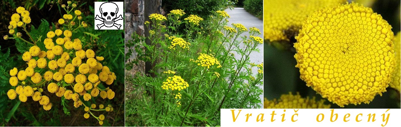 vratic-obecny-ucinky-na-zdravi-co-leci-pouziti-uzivani-vyuziti